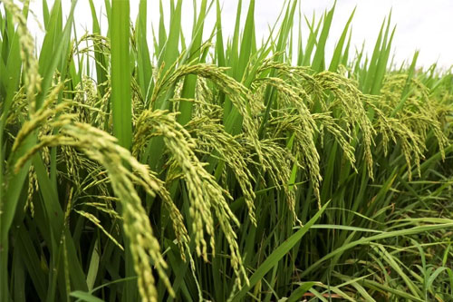 旋耕刀性能特点与选购指南”